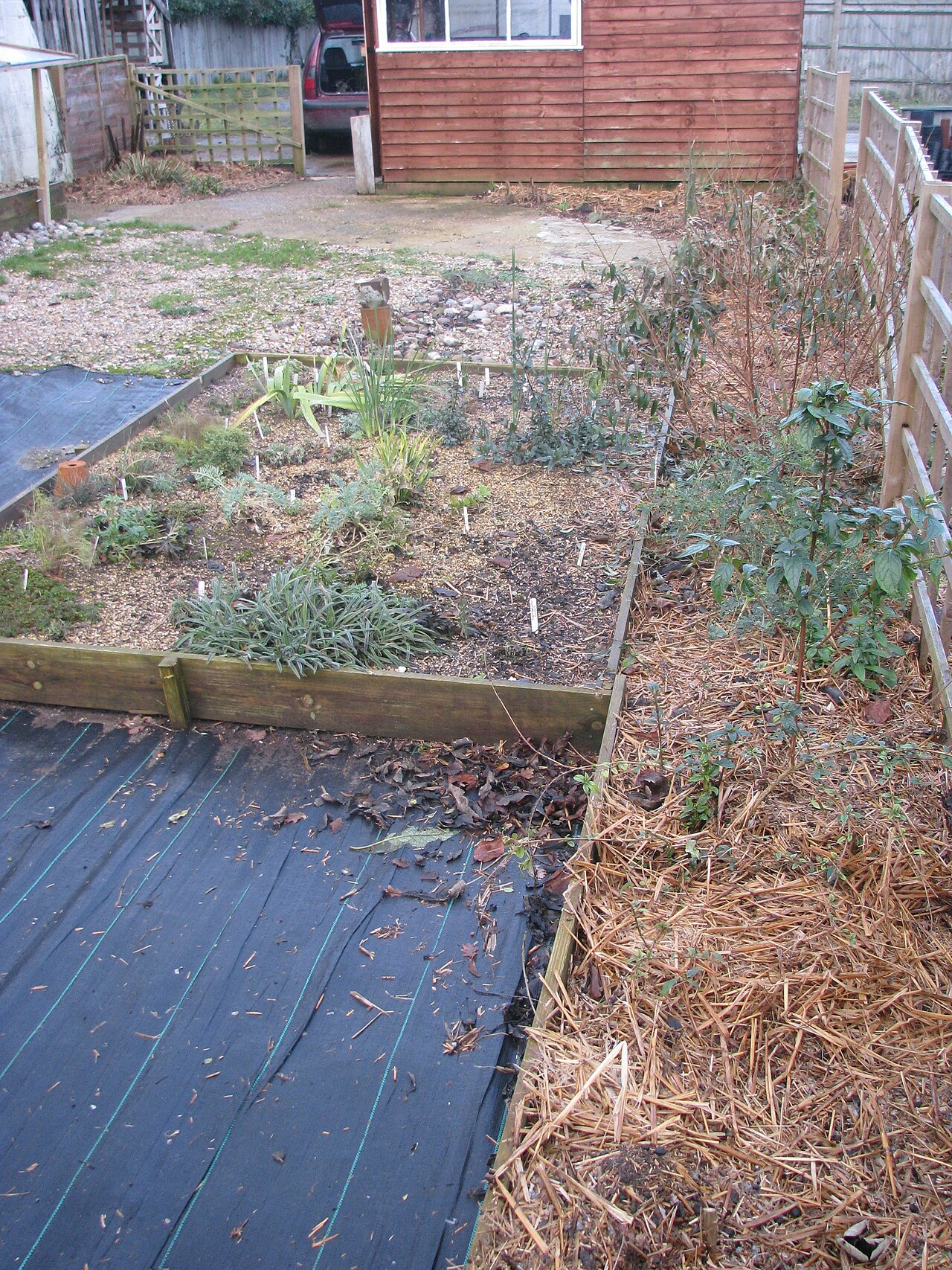 Paillage potager : le guide pour un sol vivant et fertile