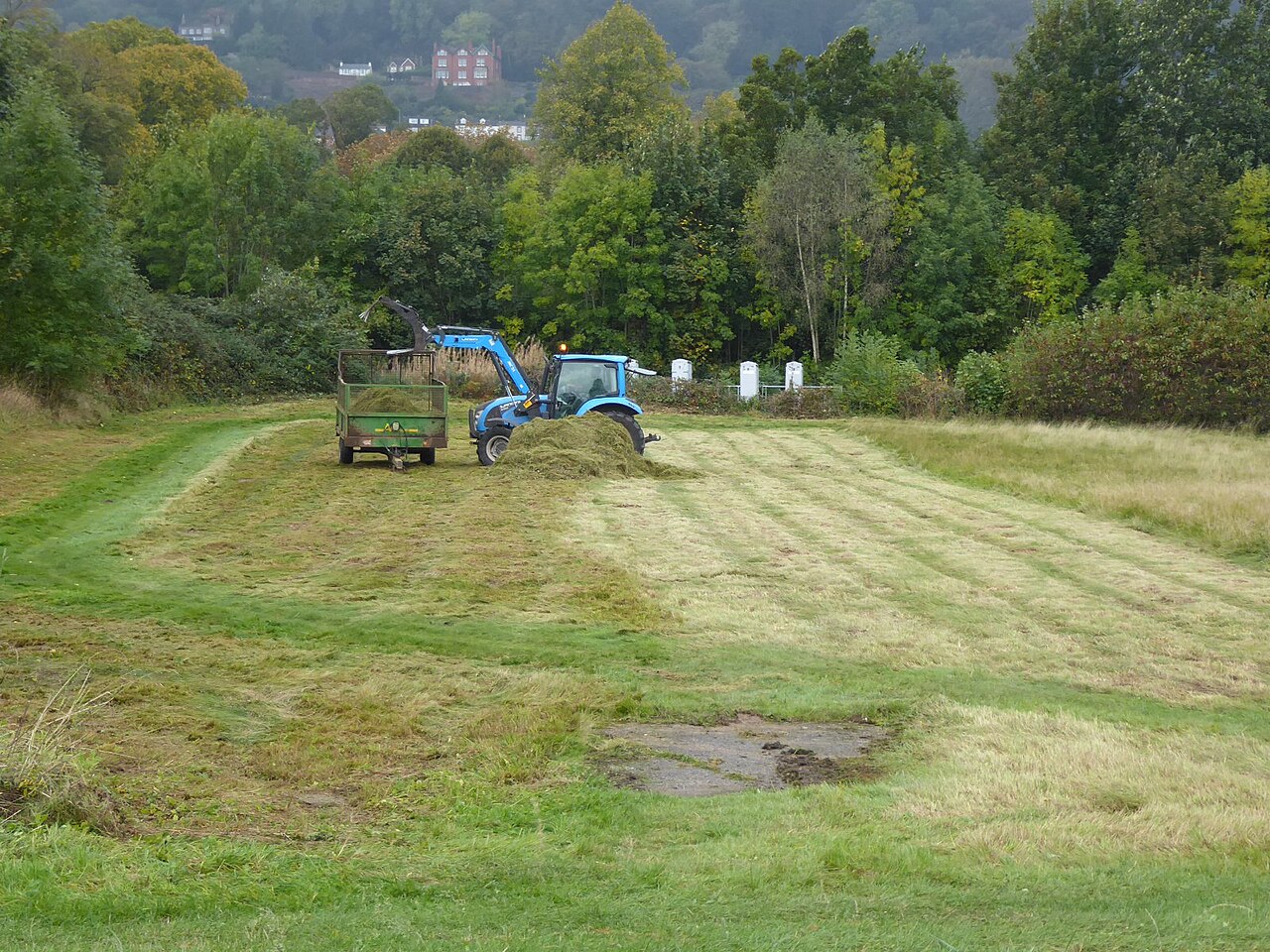 Paillage tonte de pelouse : épaisseur et précautions