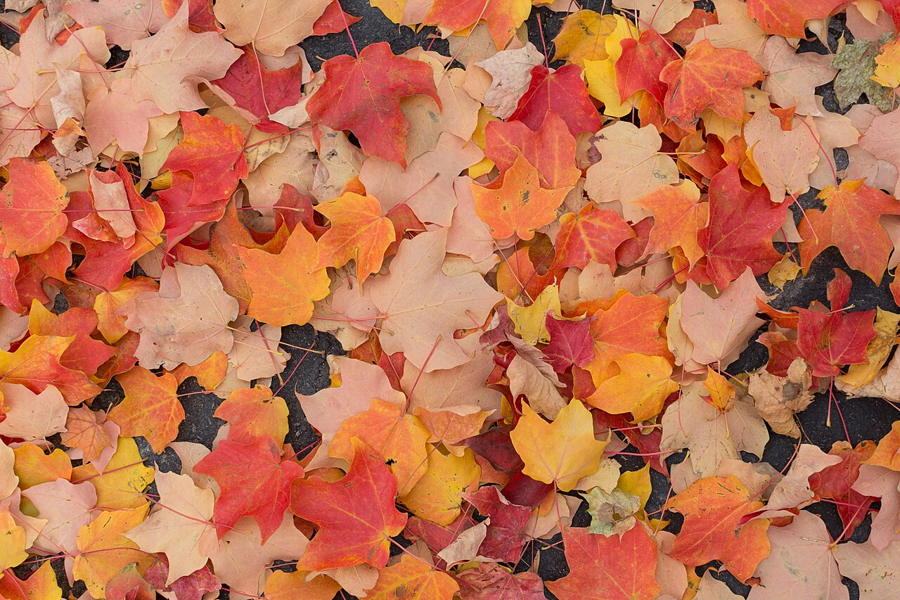 Paillage feuilles mortes : la méthode qui marche