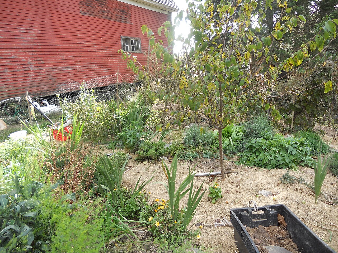 Jardin comestible paysager : des massifs qui se mangent