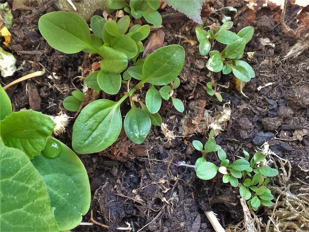 Plantes sauvages comestibles : le plantain et ses voisines