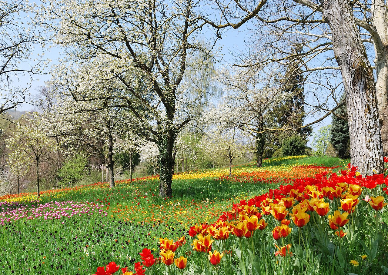 Planter les bulbes d'automne : tulipes, narcisses et crocus