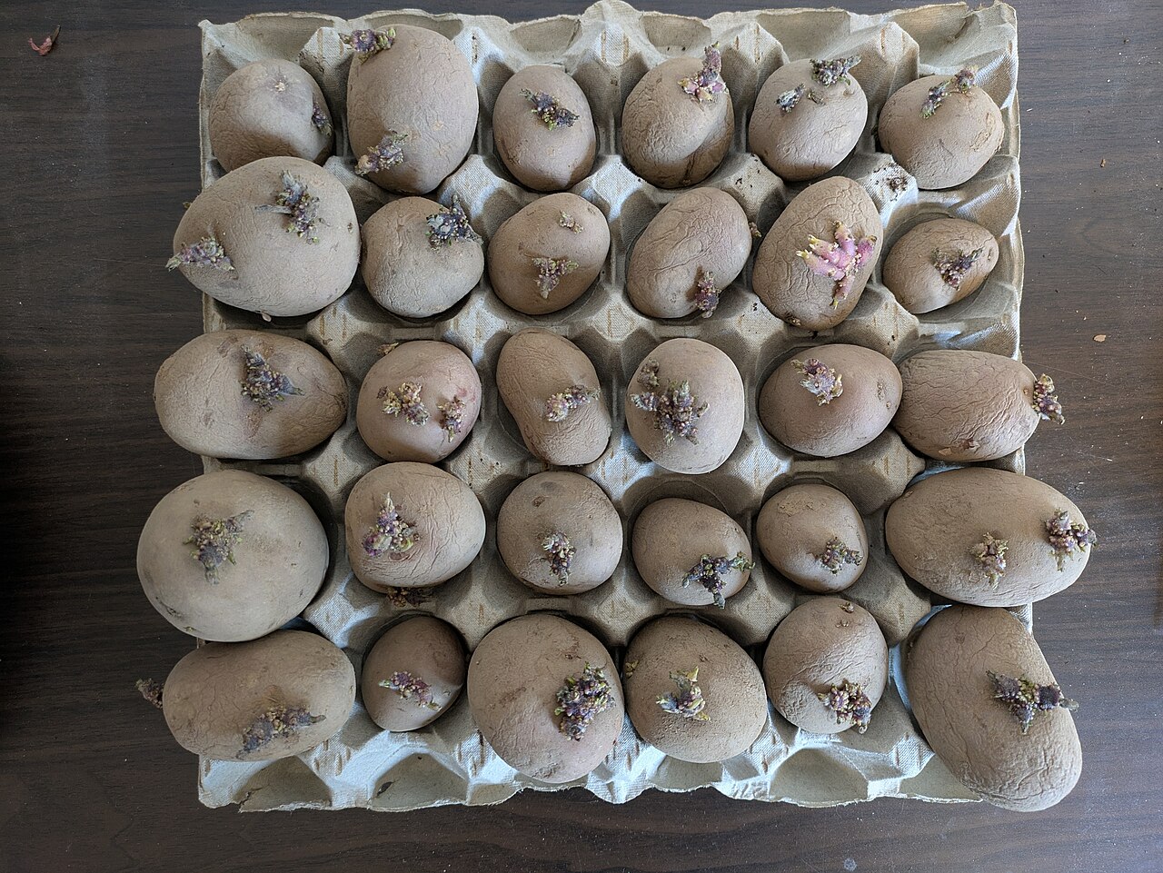 Pomme de terre primeur : planter dès la fin d'hiver