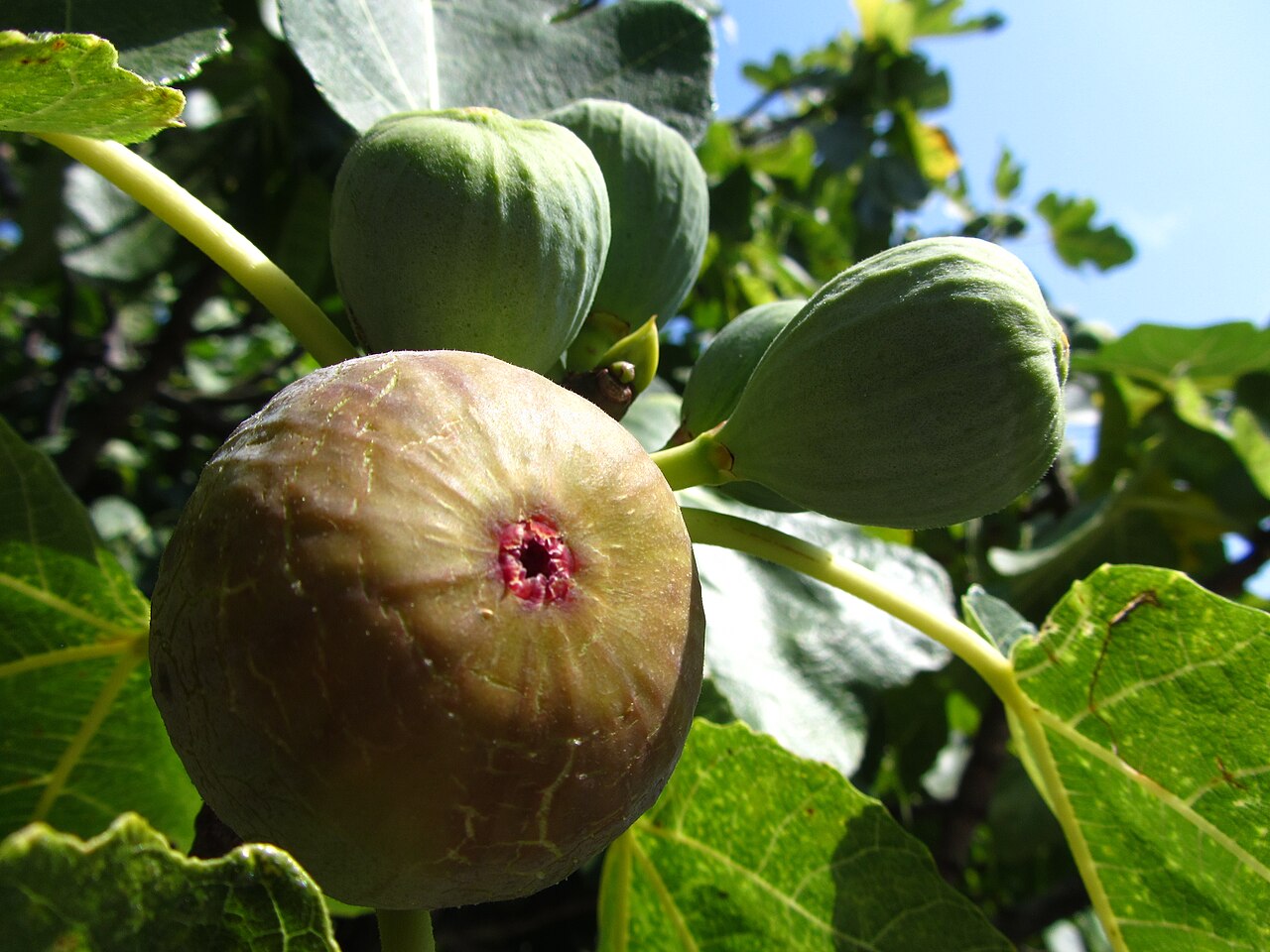 Planter un figuier en pleine terre : conseils d'un jardinier