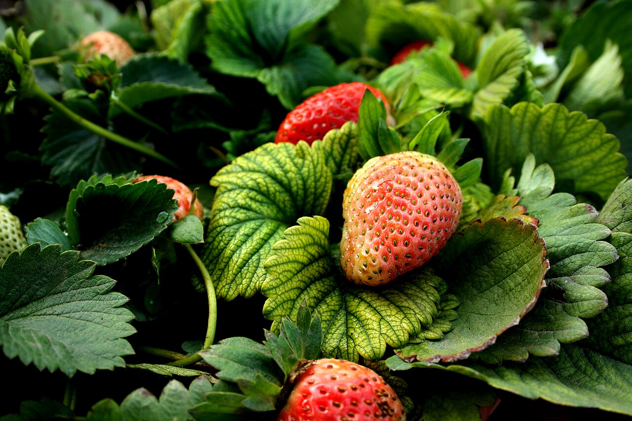 Planter des fraisiers en septembre : la bonne méthode