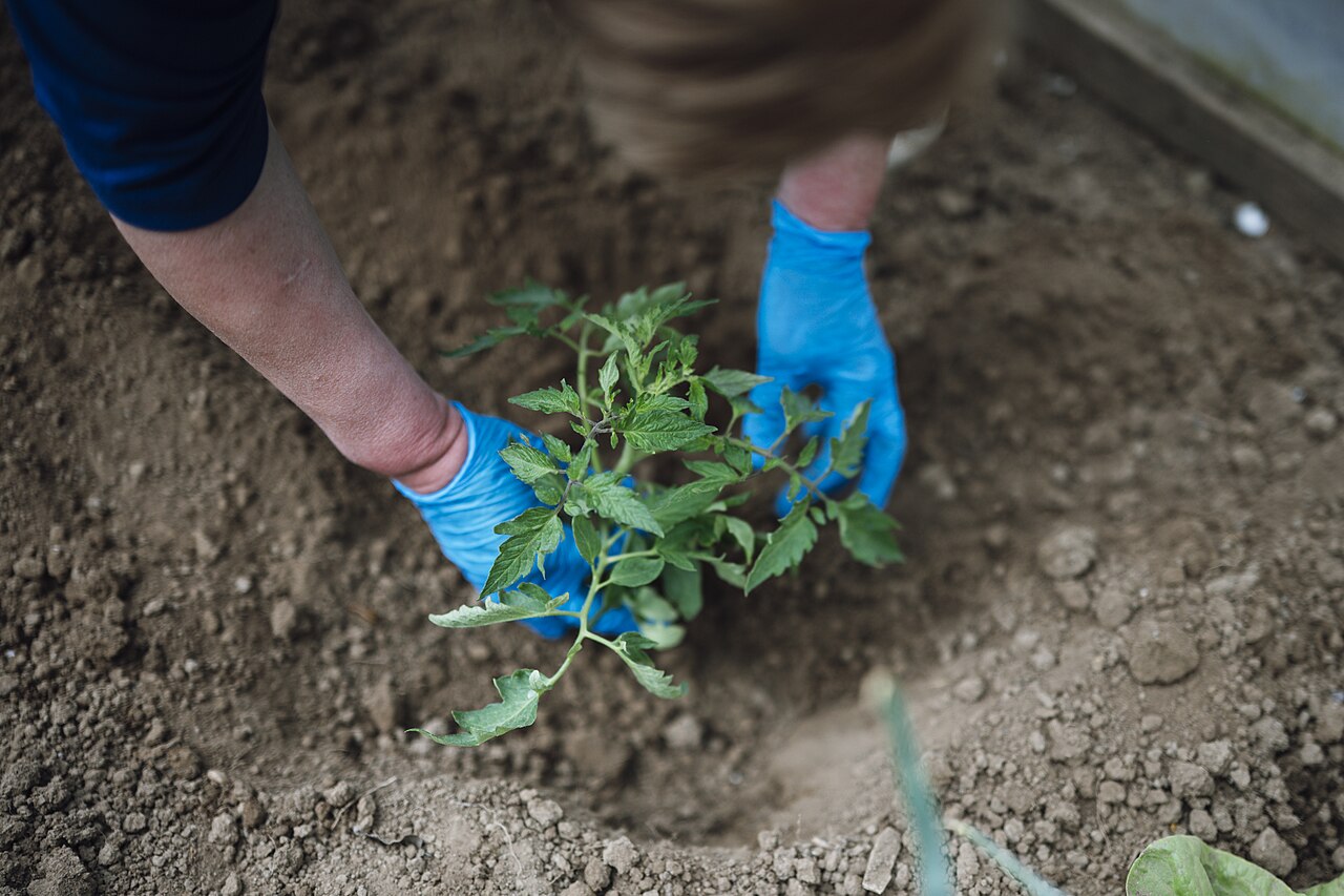 Planter les tomates en pleine terre : quand et comment