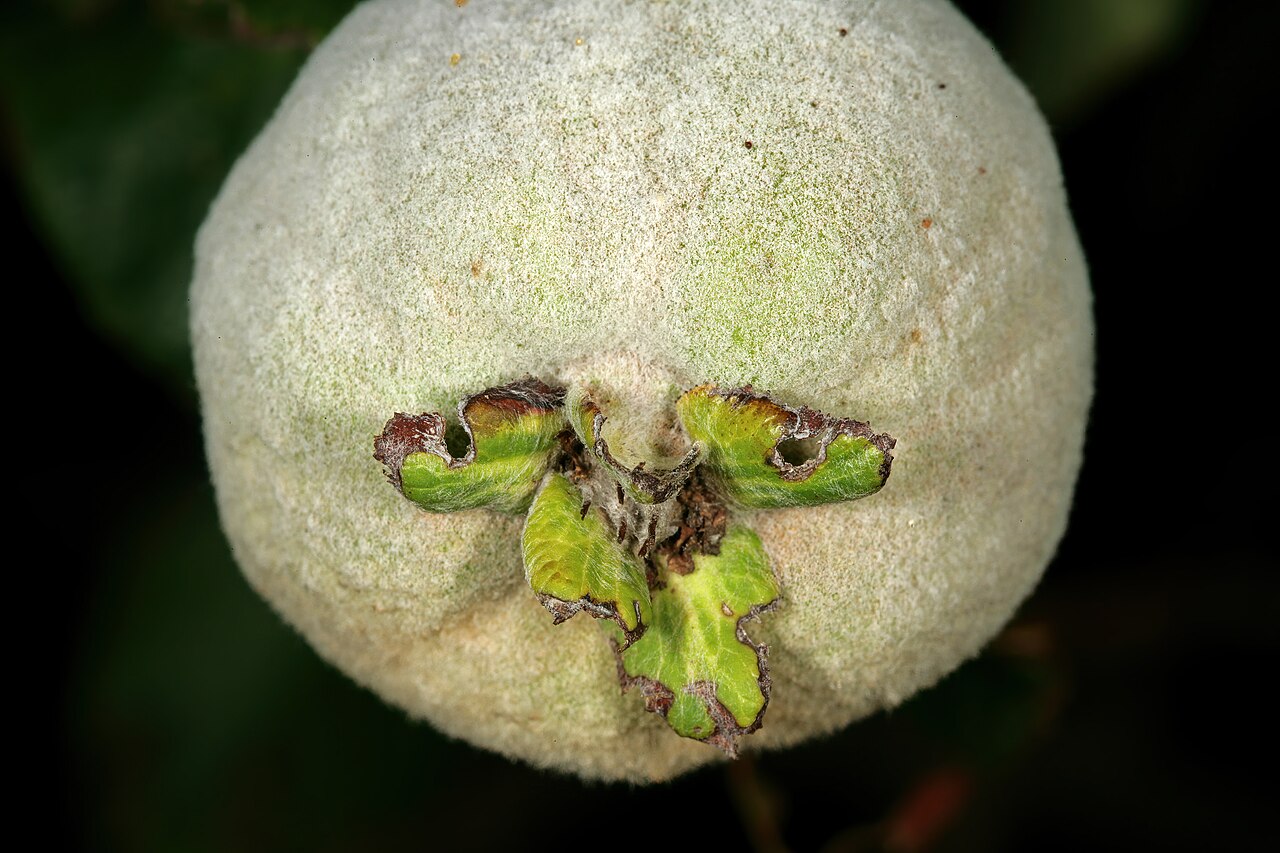 Cognassier : plantation, taille et récolte des coings