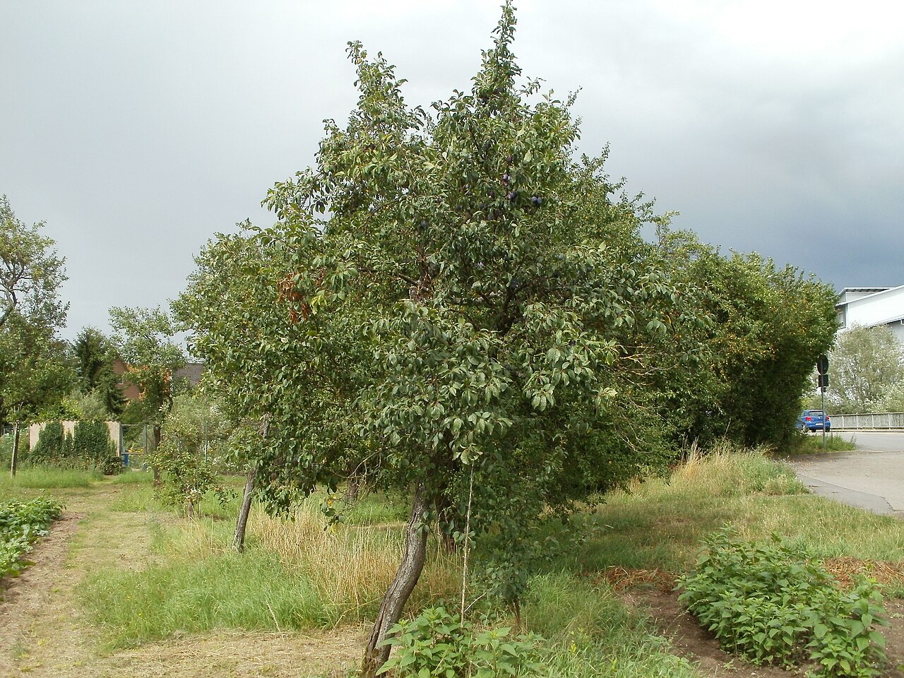 Planter un prunier : porte-greffe et pollinisateur d'abord