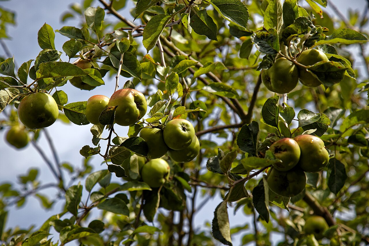 Planter un arbre fruitier en racines nues : les bons gestes