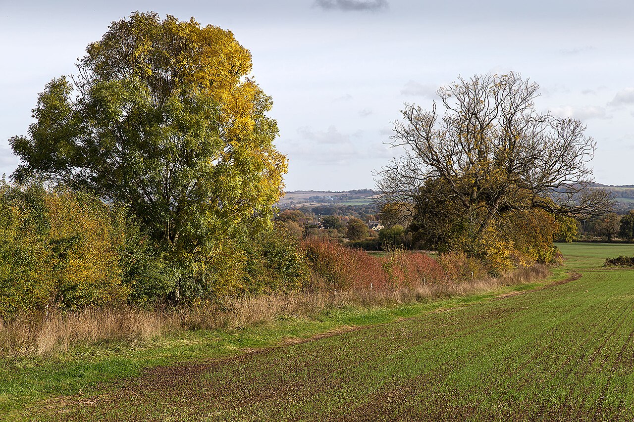 Planter une haie champêtre en novembre : mode d'emploi