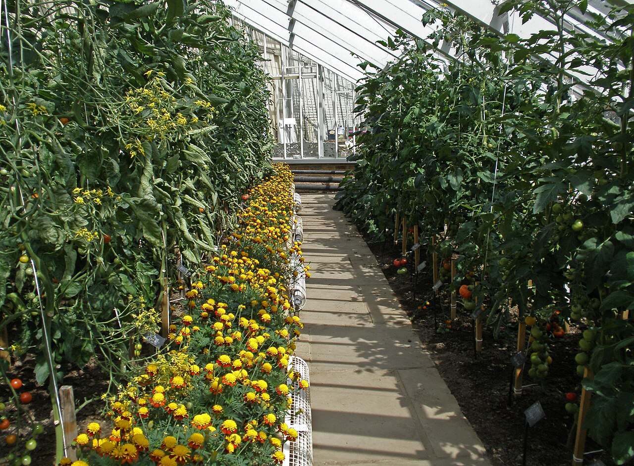 Plantes compagnes des tomates : les bonnes associations