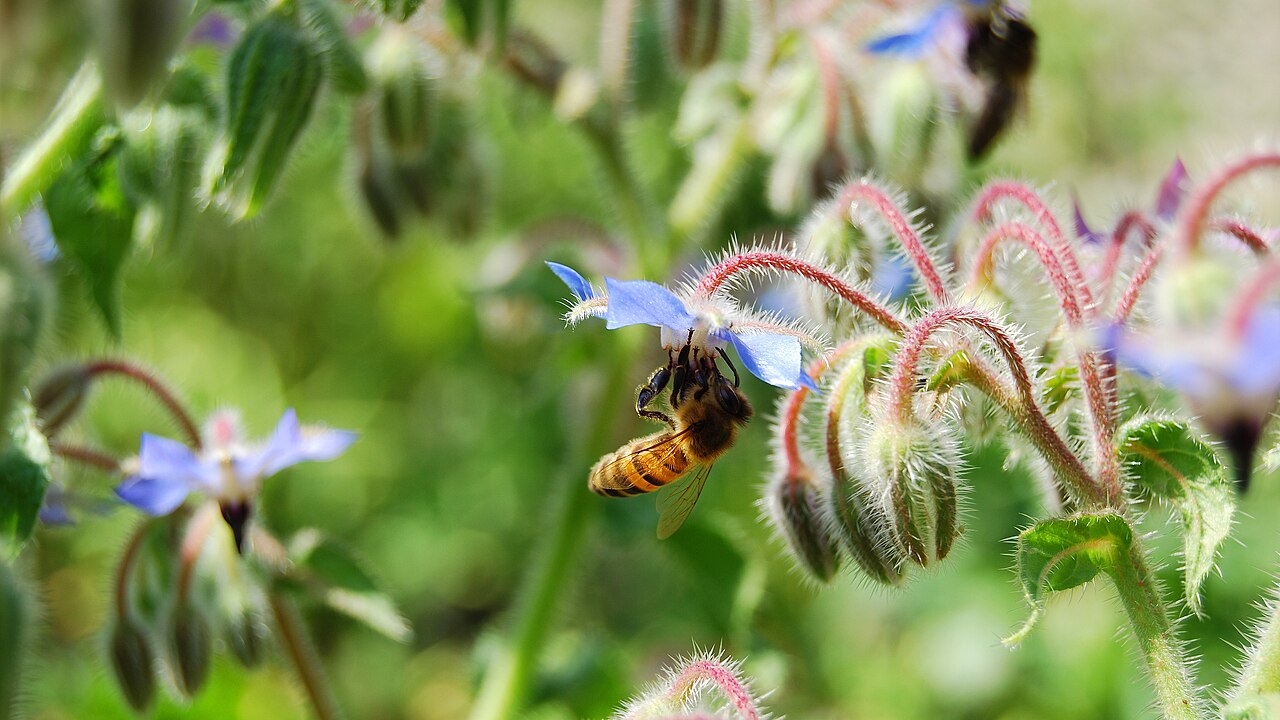 Plantes mellifères au potager : fleurir pour mieux récolter