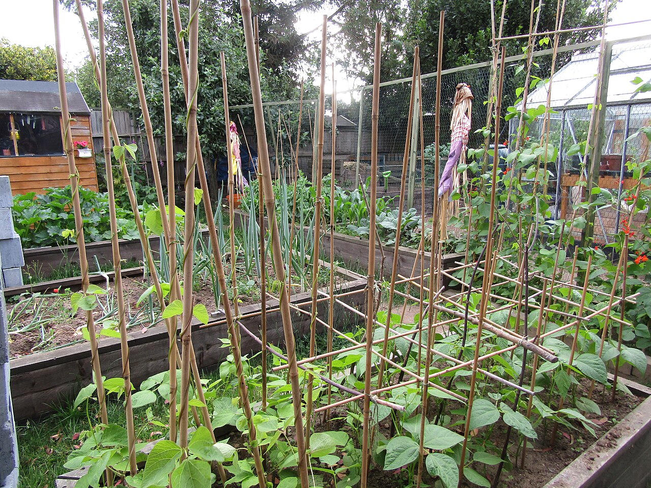 Potager en carrés : le guide pour cultiver en petit espace