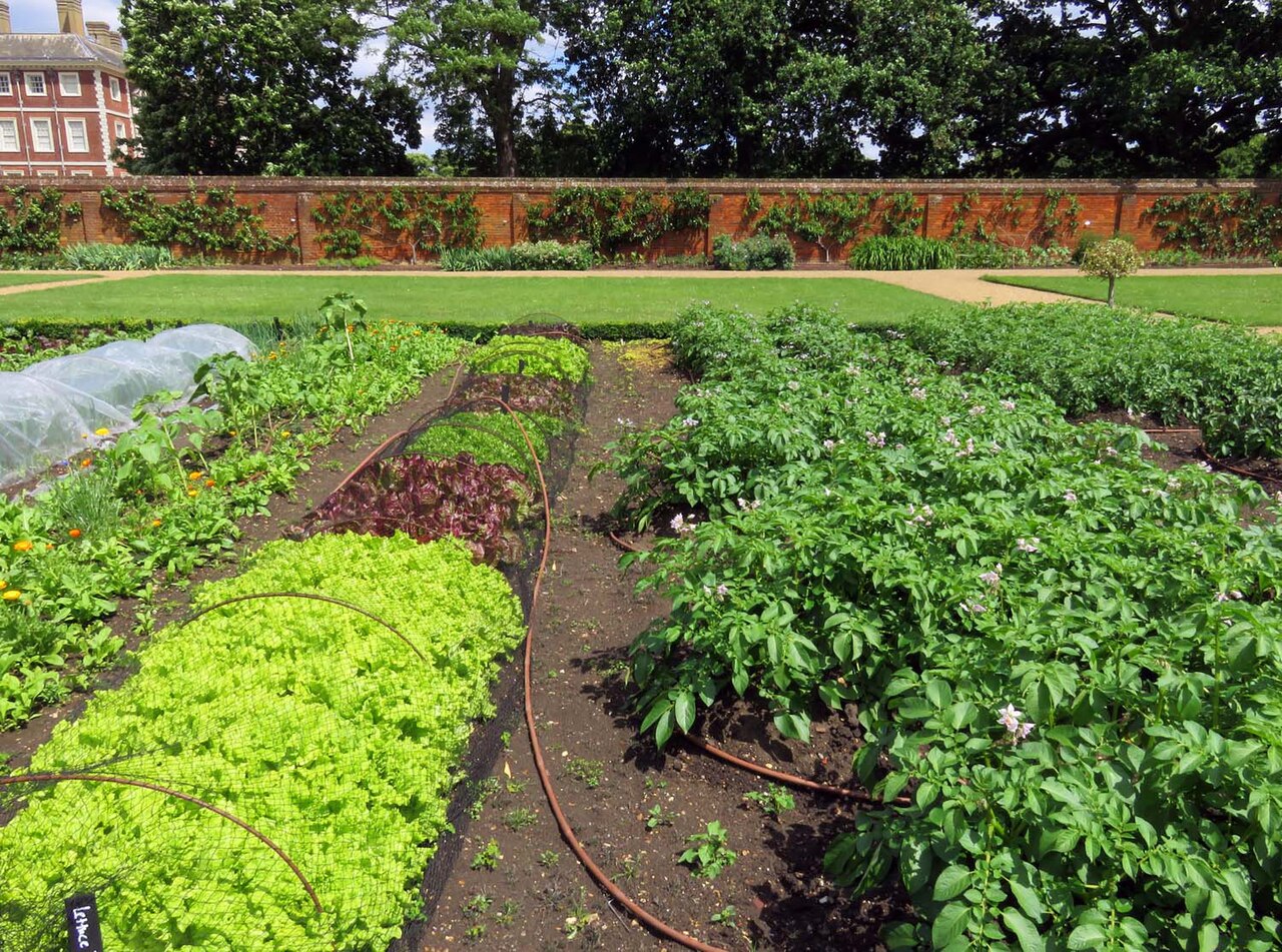 Potager en février : premiers semis et fin de l'hiver