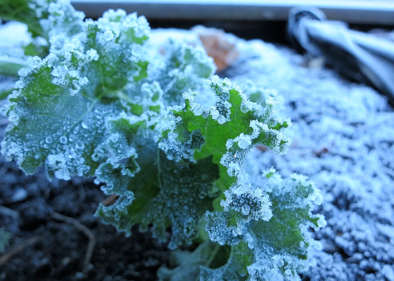 Potager en novembre : récoltes, gel et sol à préparer