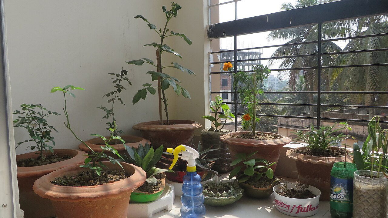 Potager sur balcon : bacs, substrat et variétés qui donnent