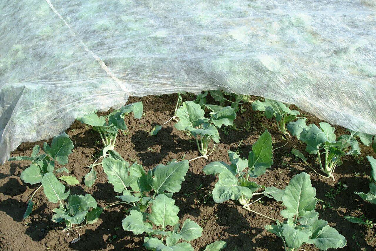Protéger le potager du gel : voile, châssis, paillage