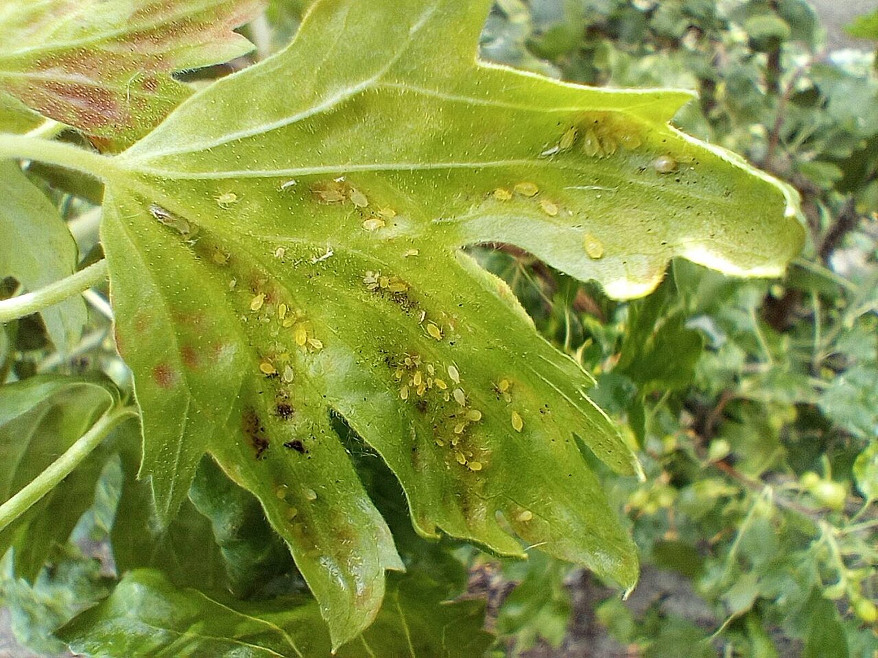 Pucerons au potager : traitement naturel qui marche