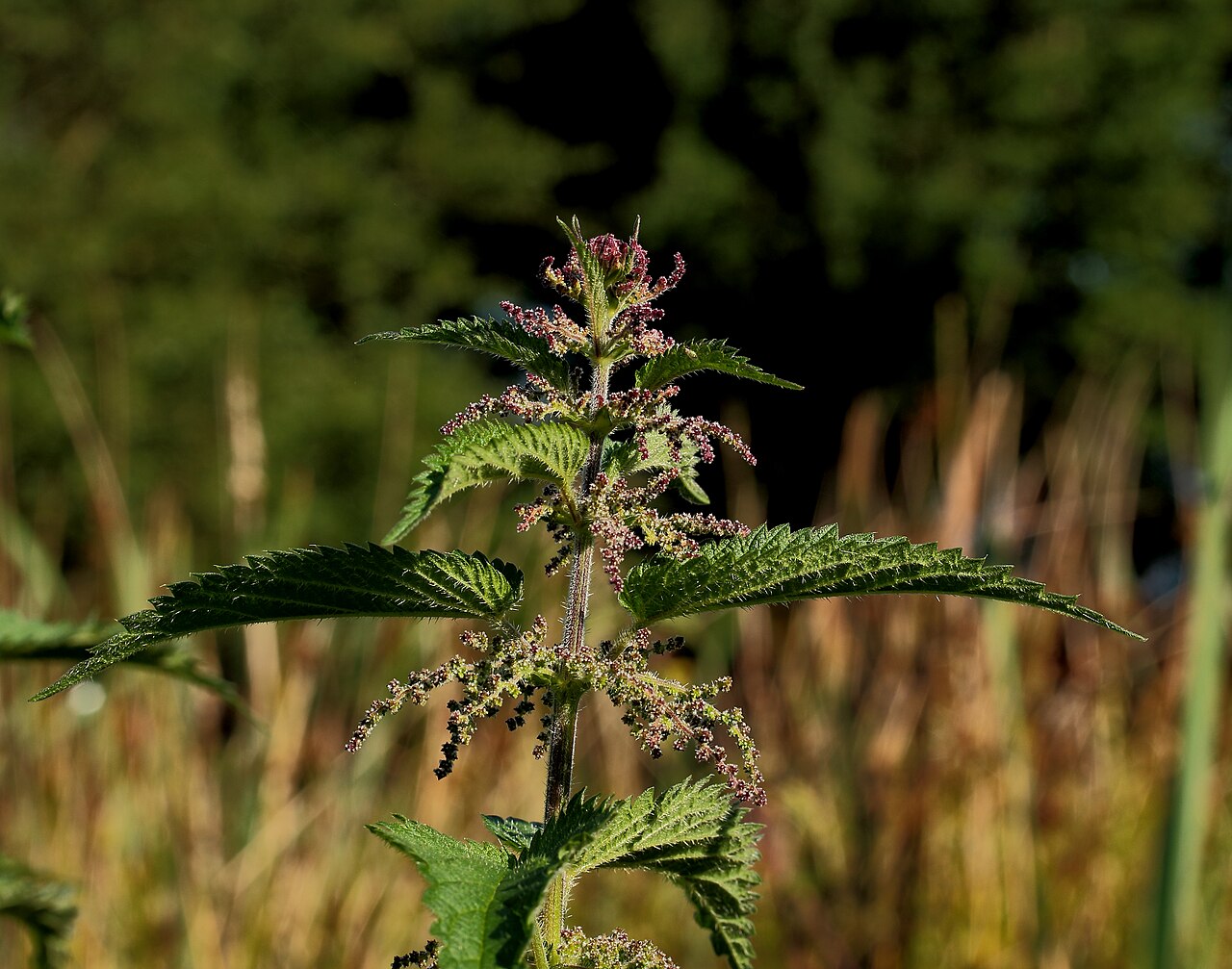 Purin d'ortie : recette, utilisation et dosage au potager