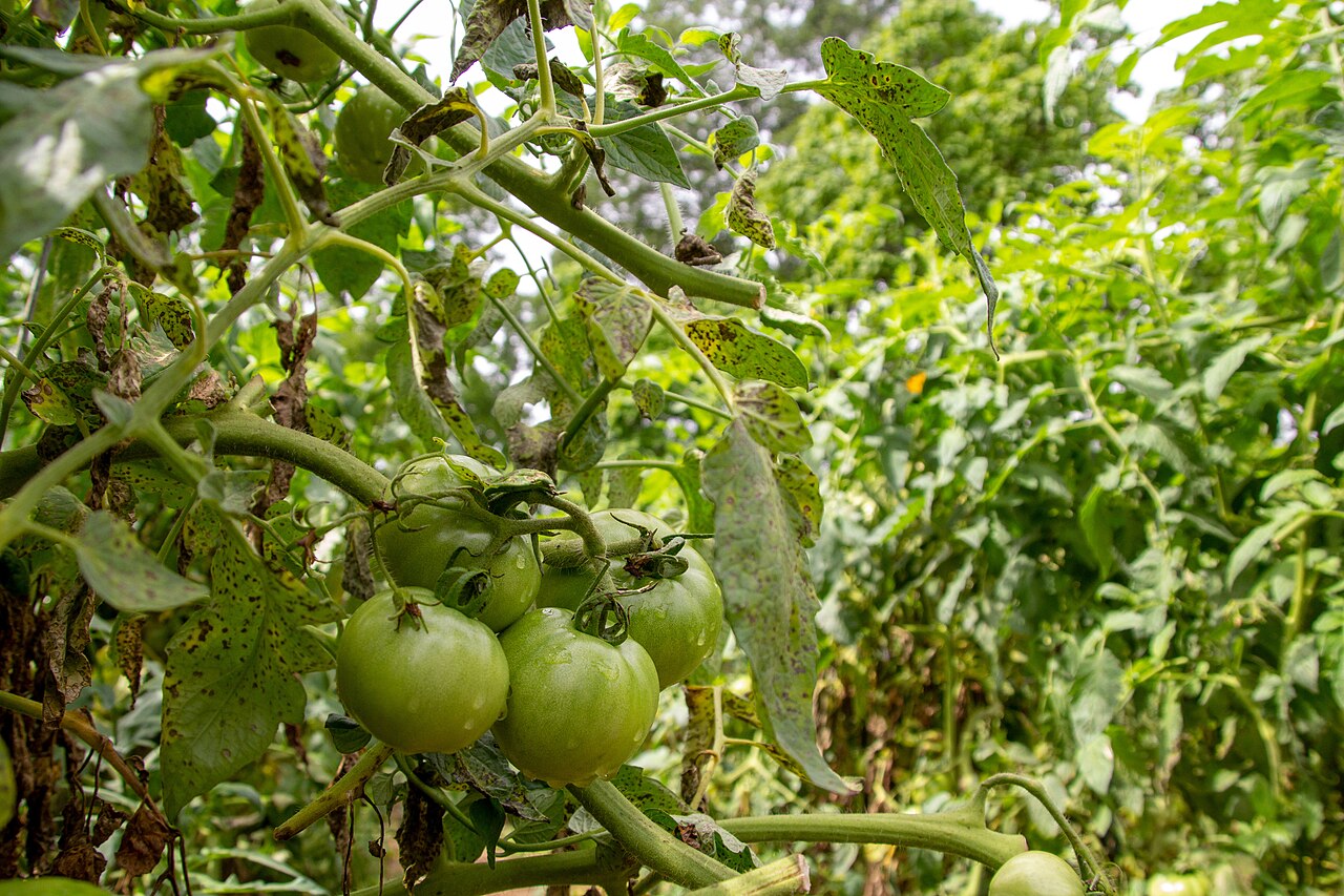 Que planter en mai au potager : tomates, courges, fraisiers
