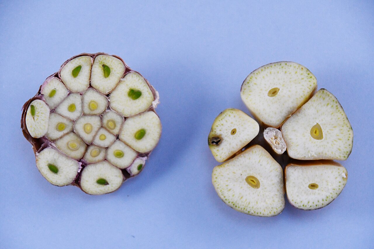 Que planter en novembre : le calendrier du potager