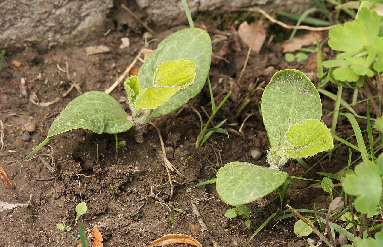 Que semer en mai au potager : haricots, courges et maïs