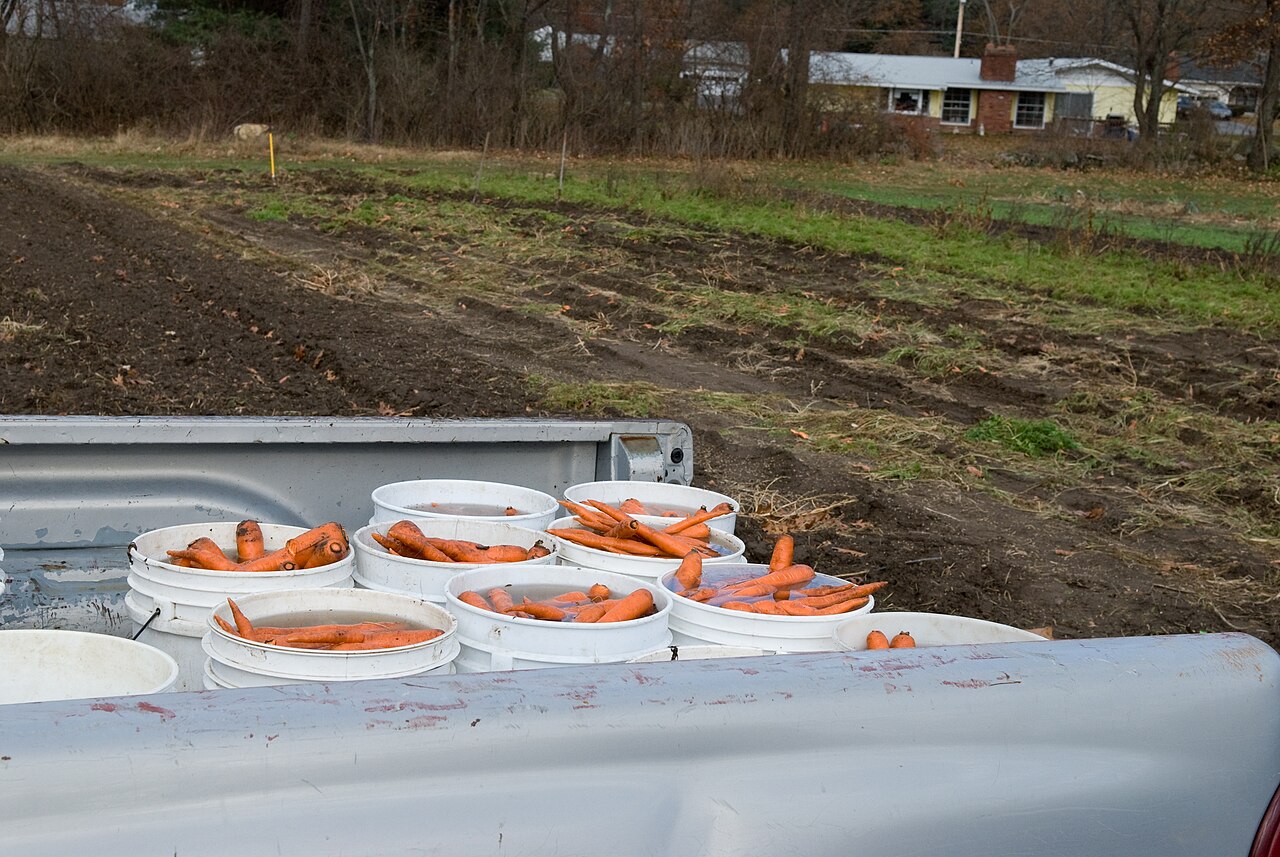 Conserver les carottes : sable, silo ou lactofermentation