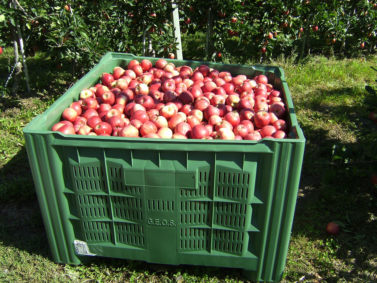 Conserver les pommes : tri, cave et durée par variété