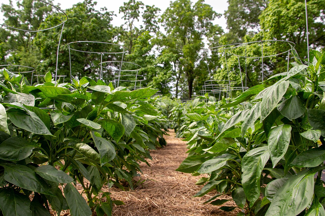 Rotation des cultures au potager : le plan sur 4 ans