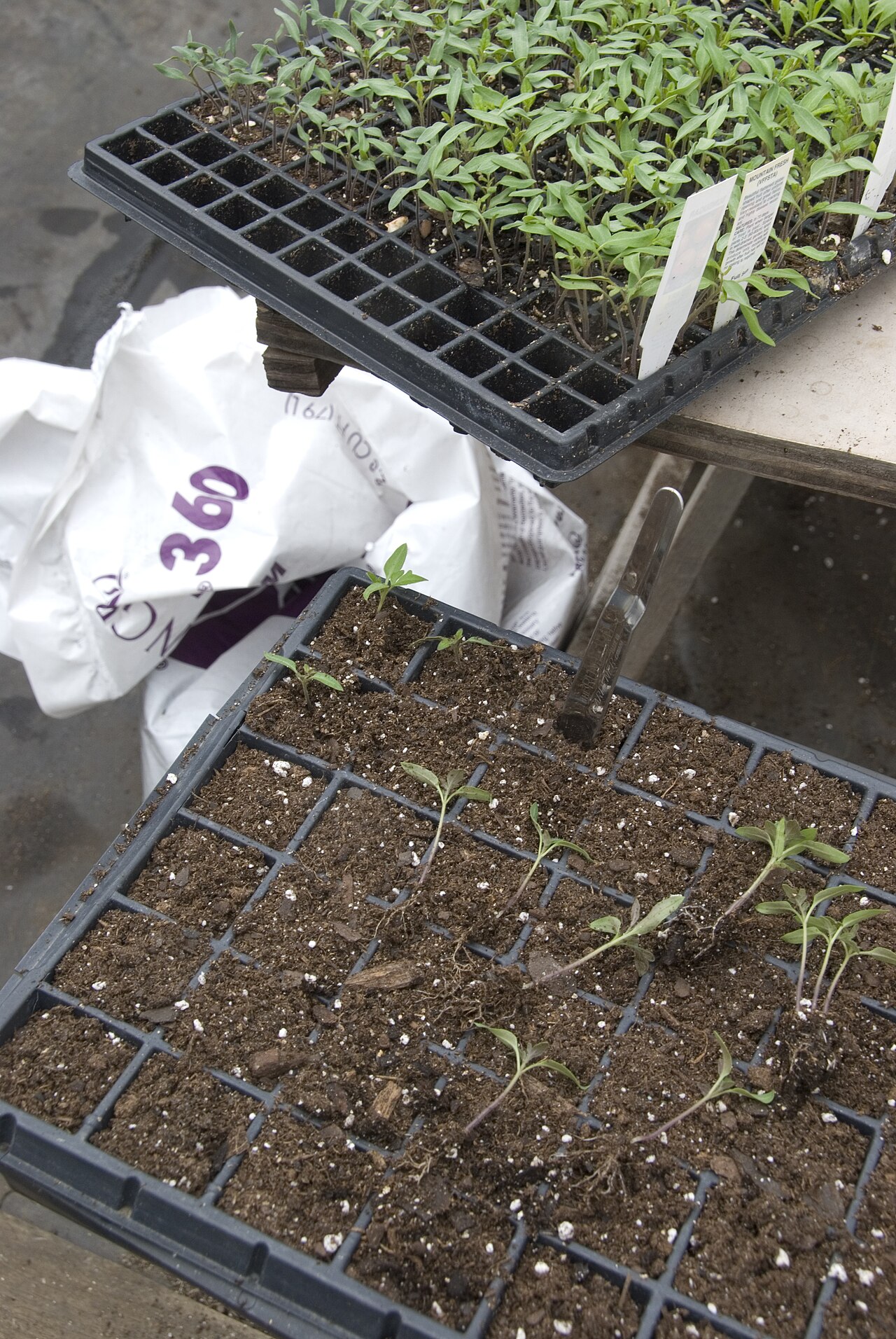 Semis de tomates : réussir des plants trapus et précoces