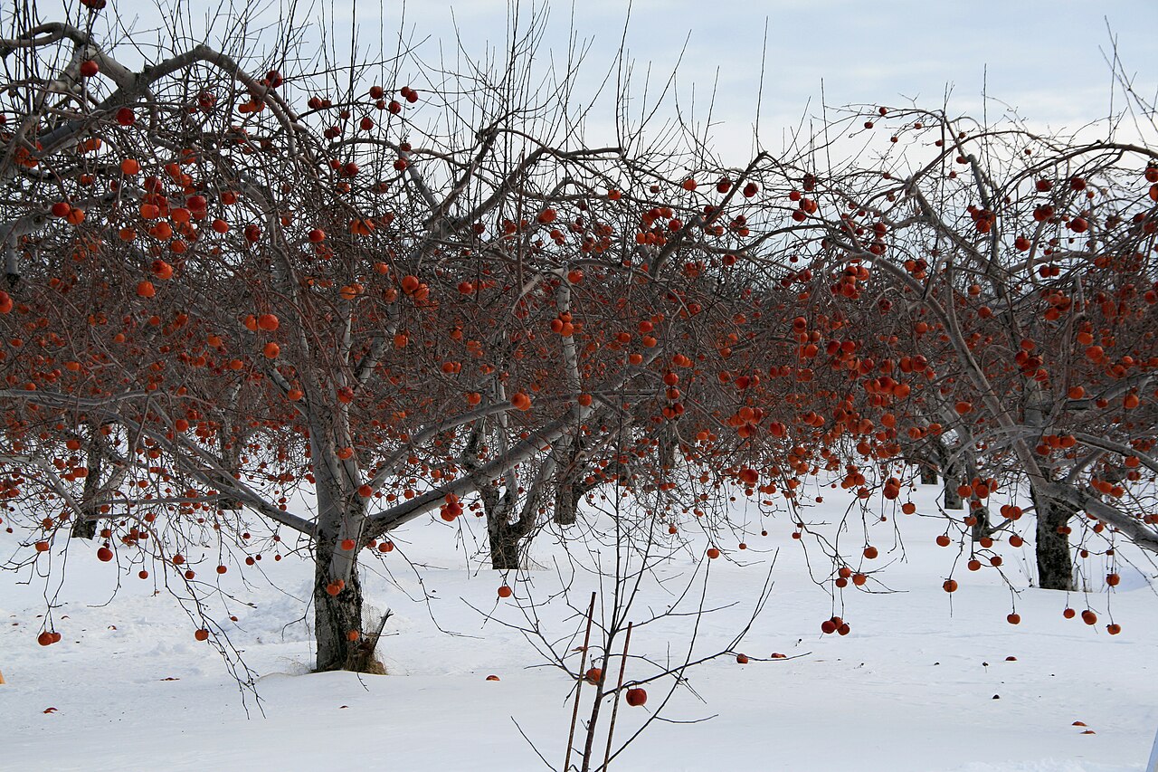 Taille des arbres fruitiers : quand et comment tailler