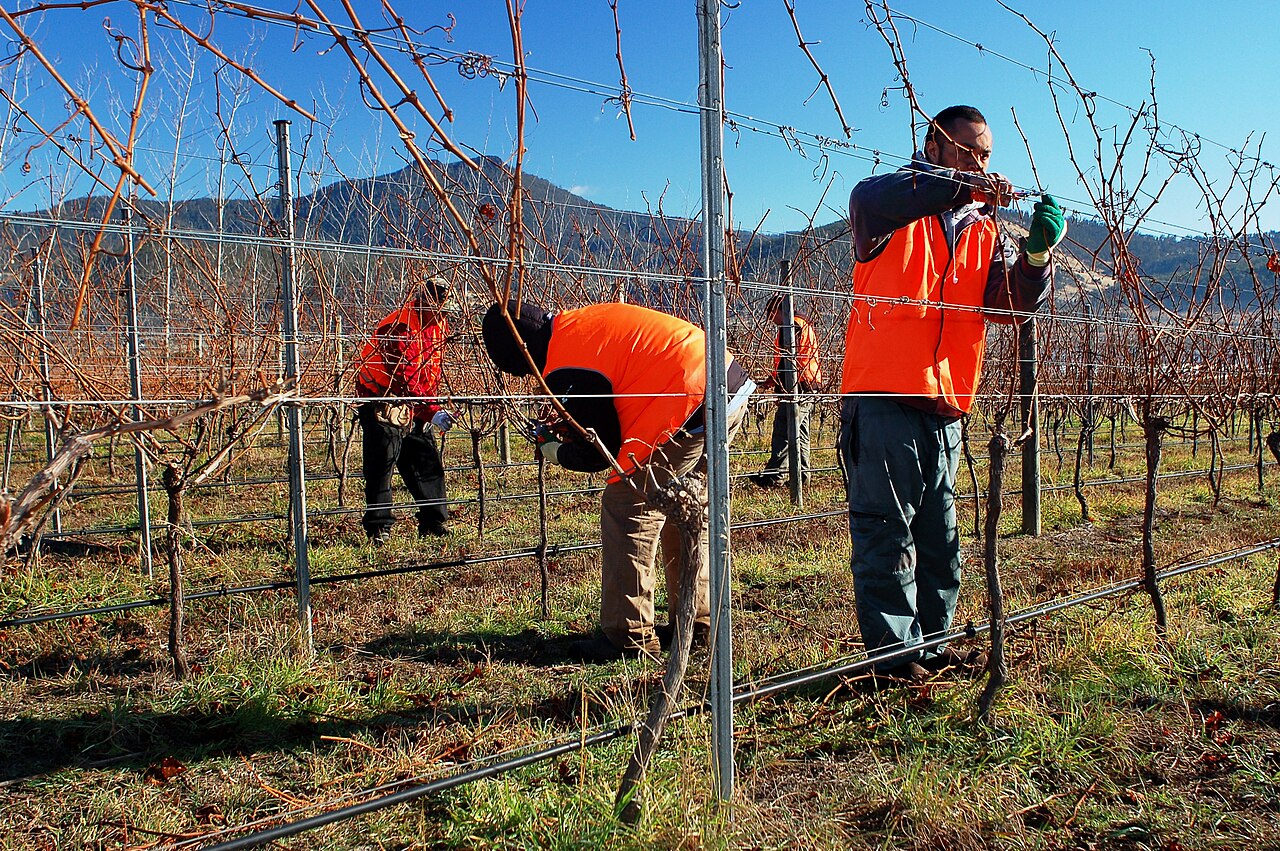 Taille de la vigne : le geste d'hiver qui décide la récolte