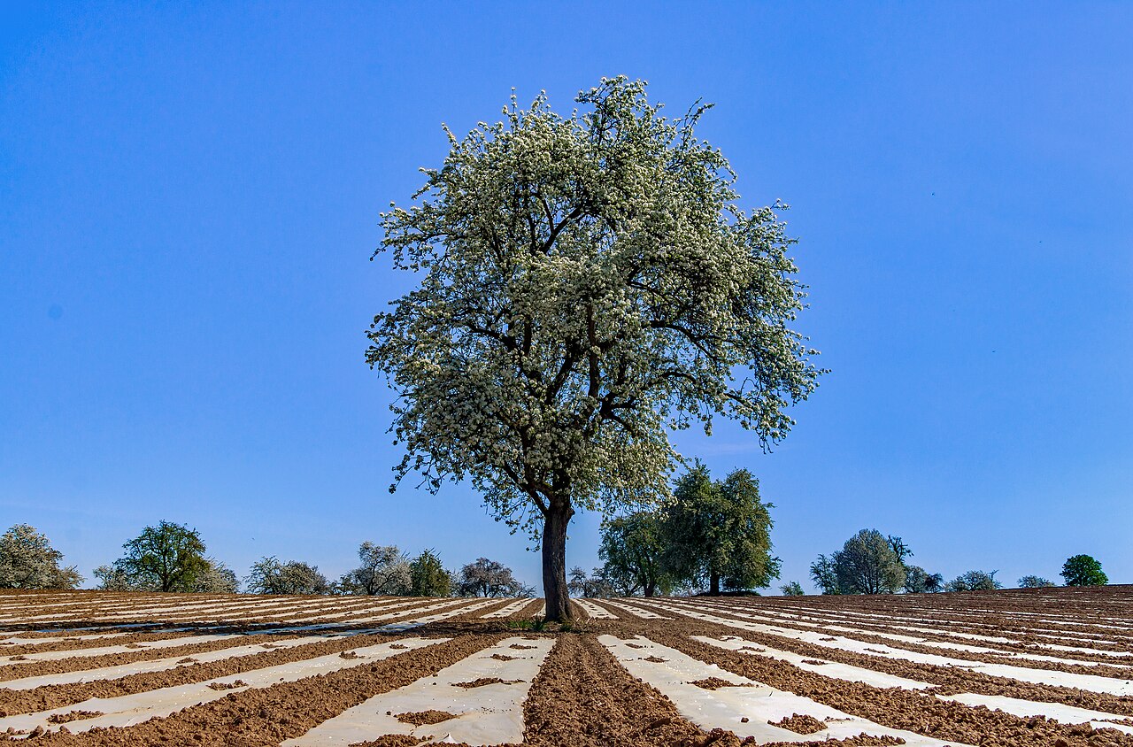 Taille du poirier : former un gobelet et faire du fruit