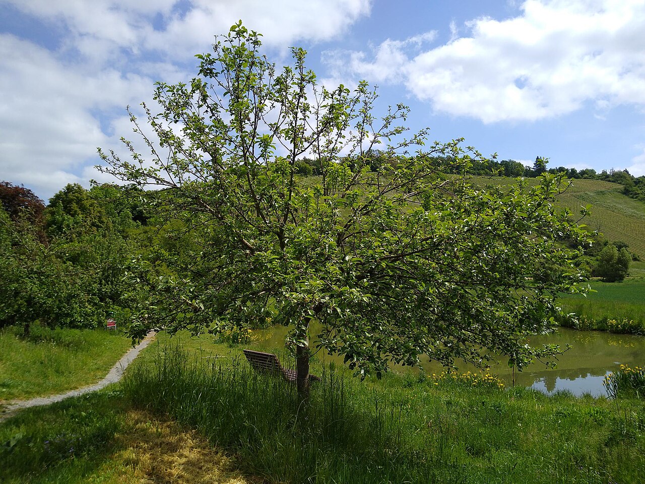 Taille du pommier : quand tailler et comment s'y prendre