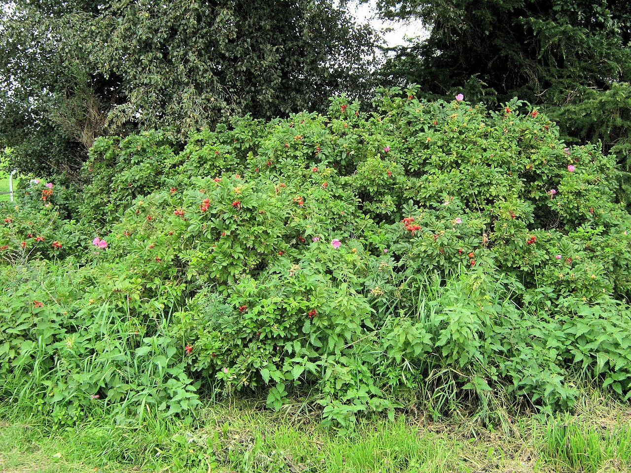 Tailler les rosiers : la bonne période et les bons gestes