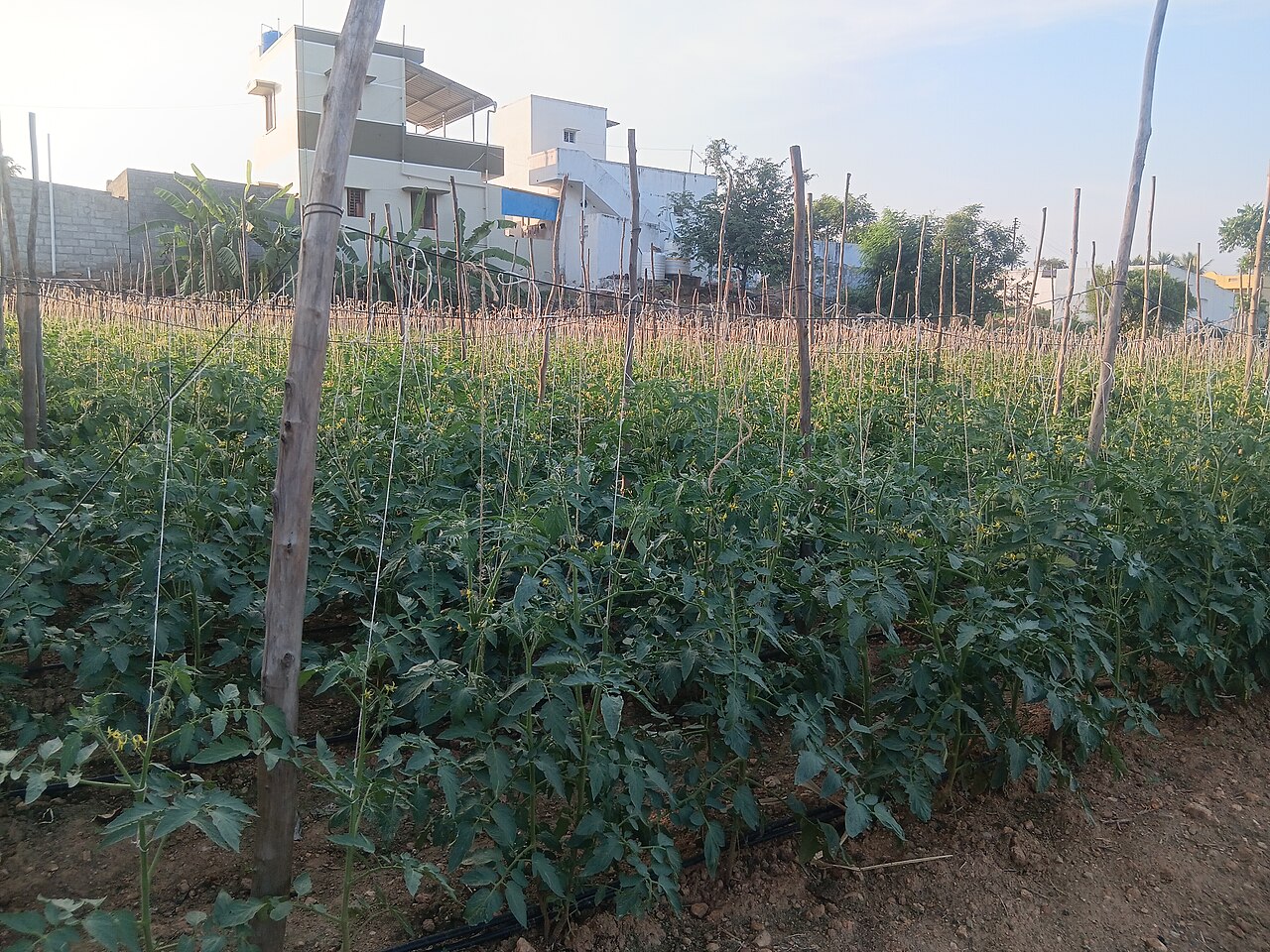 Tailler les tomates : gourmands et quand s'arrêter