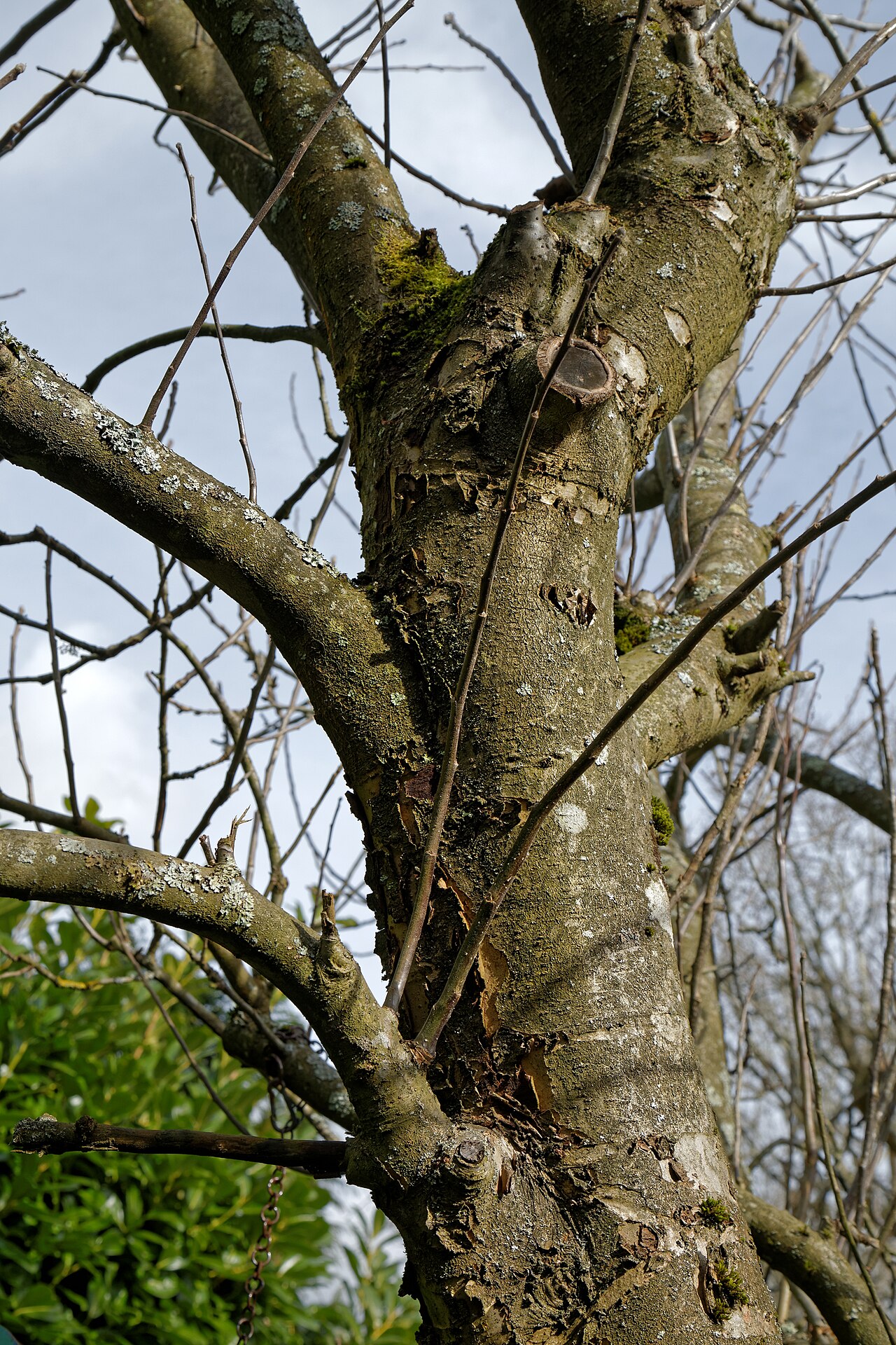 Traitement d'hiver des arbres fruitiers : mon protocole