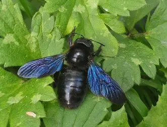Xylocope, abeille solitaire