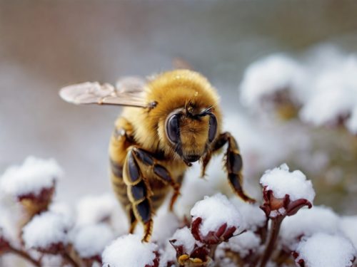 abeille hiver