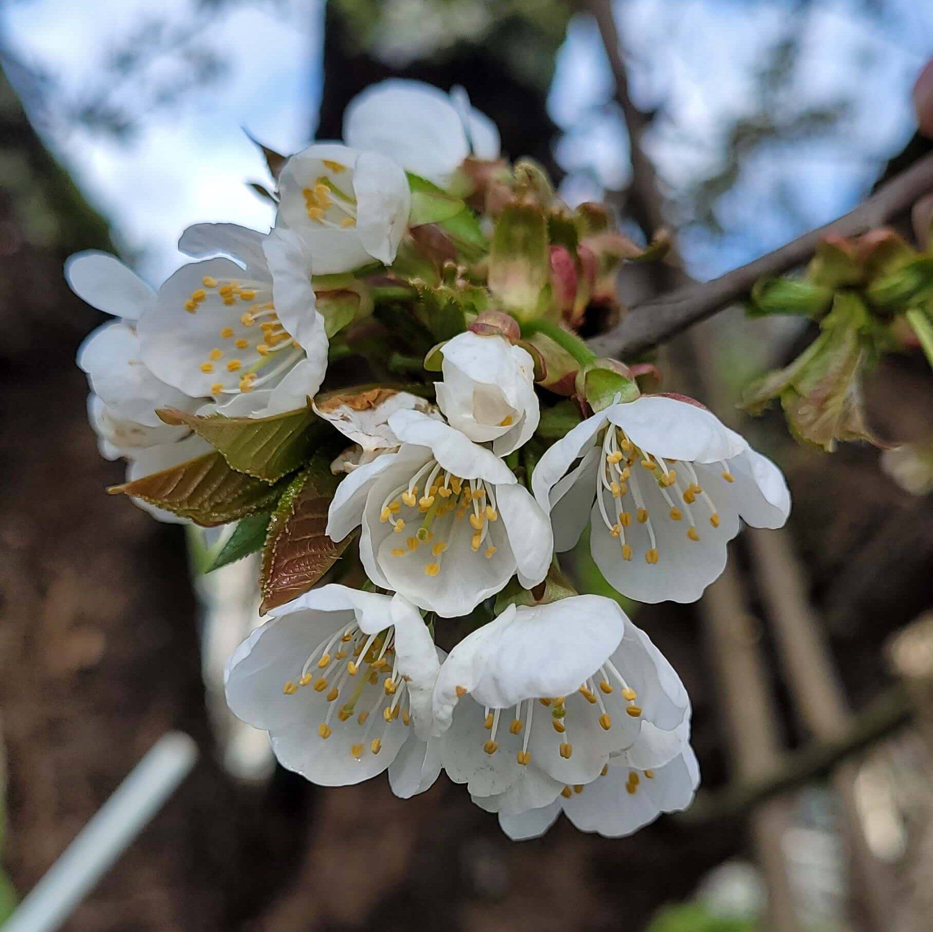 Fleurs de cerisier