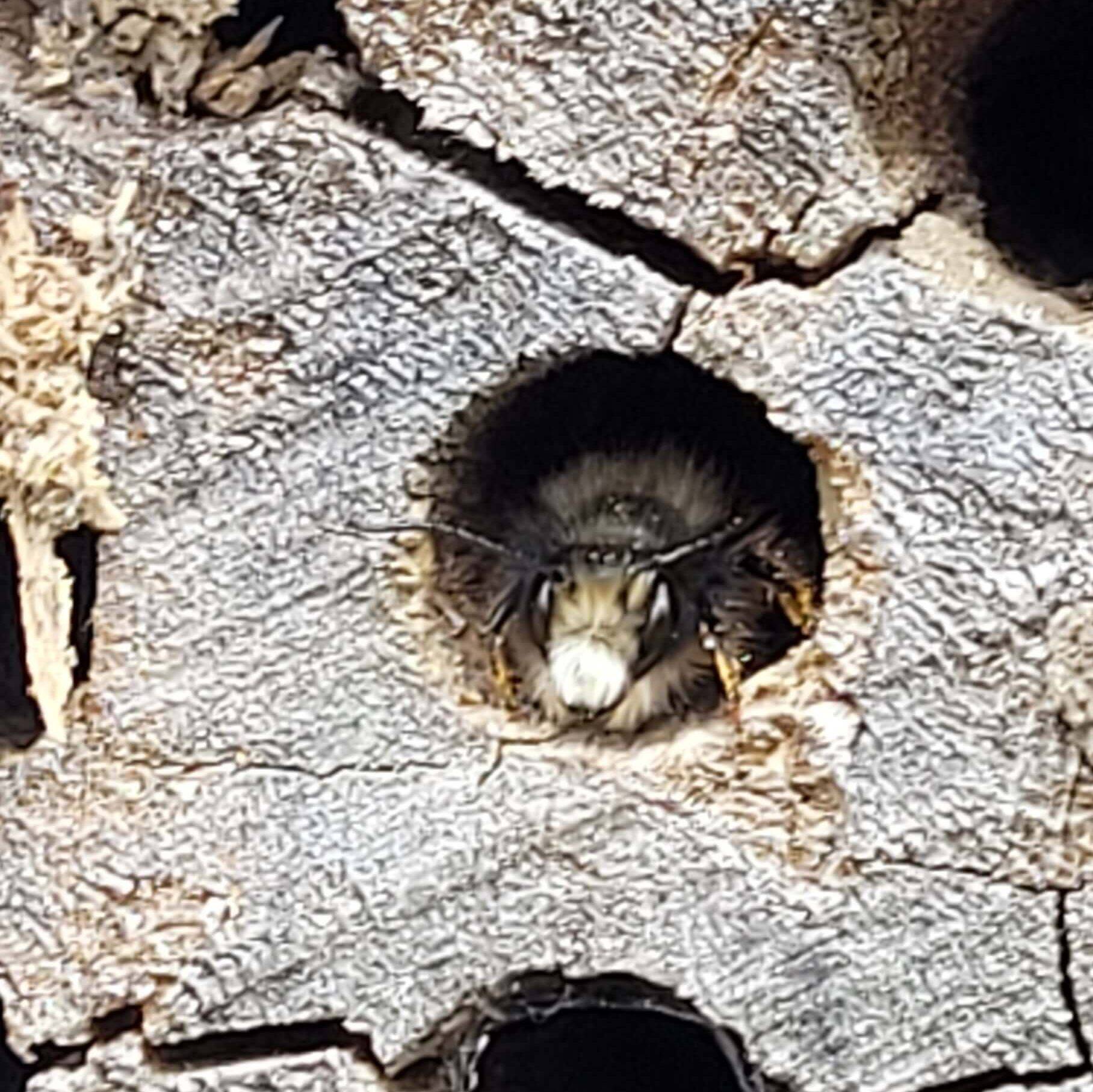 Abeille hôtel à insecte